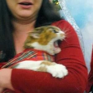 Meet your Posher, Đinh